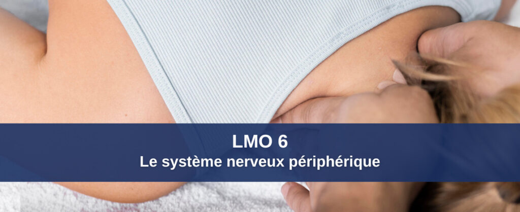 LMO 6 : LE SYSTÈME NERVEUX PÉRIPHÉRIQUE